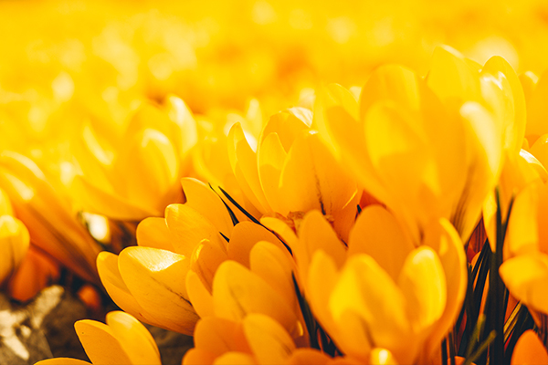 Gewijzigde openingstijden feestdagen lente_Nieuwsbericht_600x400px